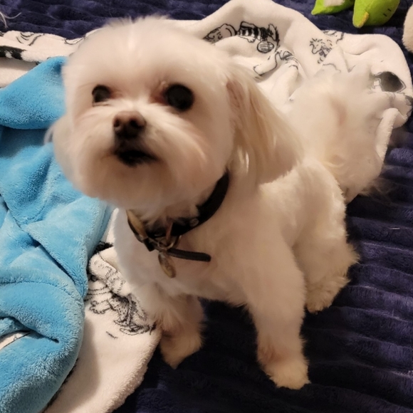 Meet Pixel and Mobo - Picture 5 of 6